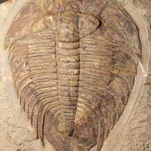 11.5" Dikelokephalina brechleyi Trilobite from Morocco at the online store fossilcave.com