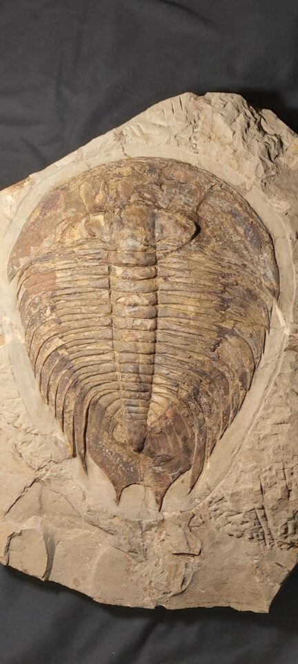 11.5" Dikelokephalina brechleyi Trilobite from Morocco at the online store fossilcave.com