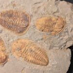 Hamatolenus vincenti Trilobite cluster from Morocco at the online store fossicave.com to buy