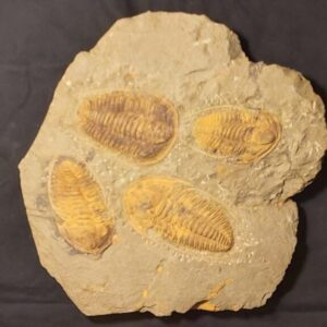 Hamatolenus vincenti Trilobite Cluster - Image 3