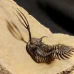 Walliserops trifurcatus Trilobite from Morocco at the online store fossilcave.com