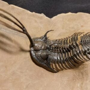 Walliserops trifurcatus Trilobite for sale from Morocco - Image 5