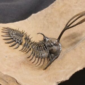 Walliserops trifurcatus Trilobite for sale from Morocco - Image 3