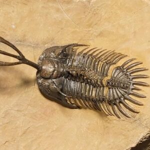 Walliserops trifurcatus Trilobite for sale from Morocco - Image 4