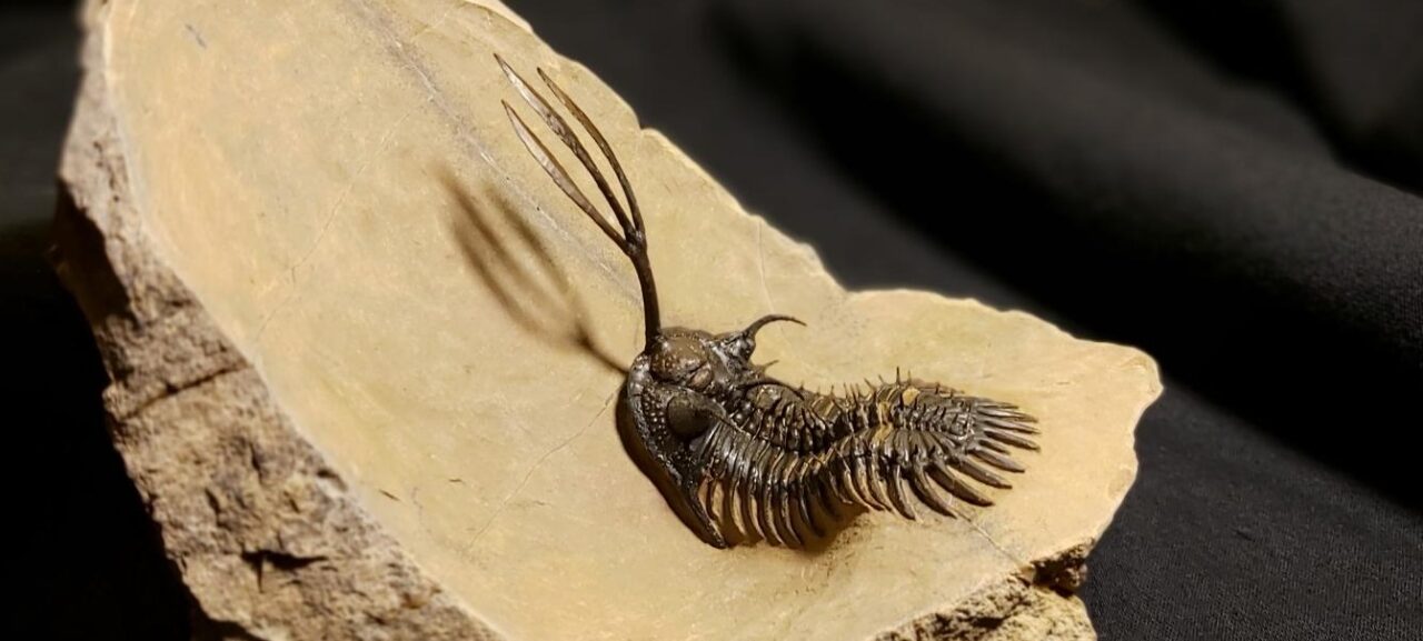 Walliserops trifurcatus Trilobite