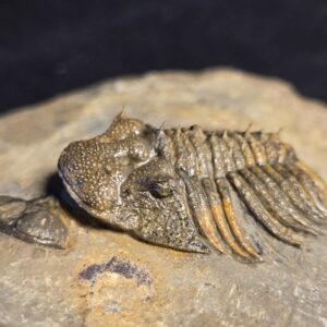 Metascutellum pustulatum Trilobite from Morocco - Image 4