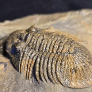Metascutellum pustulatum Trilobite from Morocco - Image 6