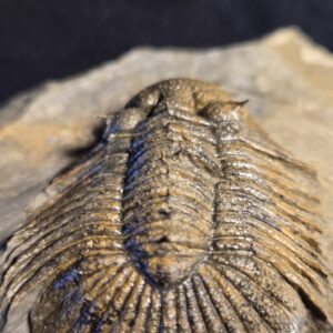 Metascutellum pustulatum Trilobite from Morocco - Image 7
