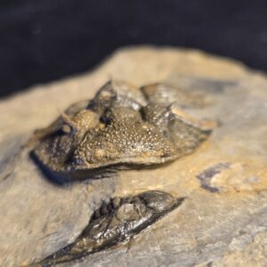 Metascutellum pustulatum Trilobite from Morocco - Image 5