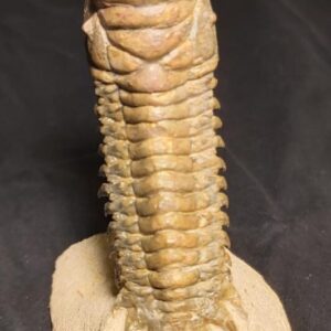 Crotalocephalina Trilobite from Morocco - Image 3