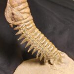 Free standing Crotalocephalina trilobite from Morocco at the online store fossilcave.com