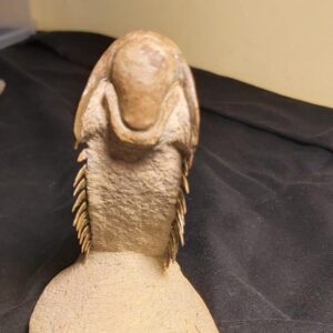 Crotalocephalina Trilobite from Morocco - Image 4