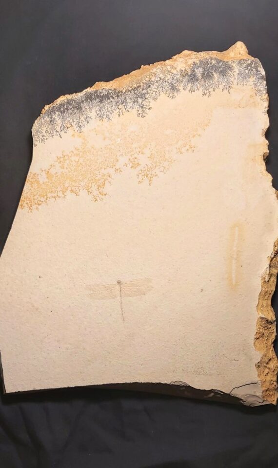 Jurassic Dragonfly Nanogomphus for sale | Fossil Cave