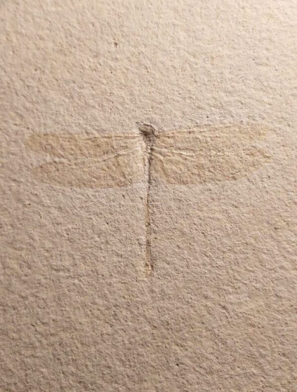 Jurassic Dragonfly Nanogomphus at the online store fossilcave.com for sale