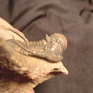 Cyphaspis Trilobite fossil from Morocco - Image 4