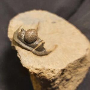 Cyphaspis Trilobite fossil from Morocco - Image 3