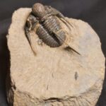 Cyphaspis Trilobite fossil at the online store fossilcave.com