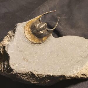 Harpes Trilobite From the Devonian age of Morocco for sale