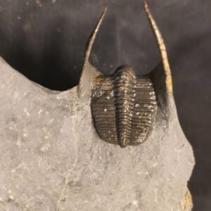 Harpes Trilobite from the Devonian of Morocco - Image 3