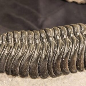 Top quality Morocops avatus Trilobite from Morocco - Image 3