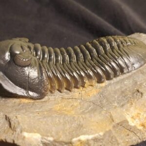 Morocconites malladoides Trilobite 3.4 inches or 9 cm - Image 4