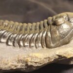 Morocconites malladoides Trilobite fossil at the online store fossilcave.com to buy