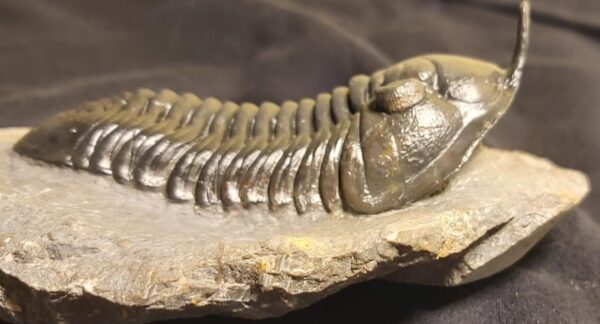 Morocconites malladoides Trilobite fossil at the online store fossilcave.com to buy