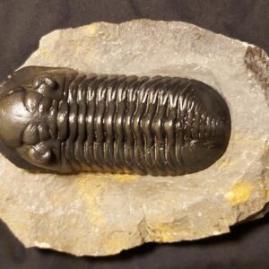 Morocconites malladoides Trilobite 3.4 inches or 9 cm - Image 3