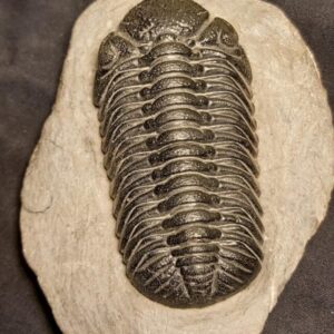 Top quality Morocops avatus Trilobite from Morocco - Image 4