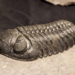 Top Quality Morocops avatus Trilobite for sale at the online store fossilcave.com