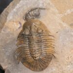 Spiky Metascutellum pustulatum Trilobite from Morocco at the online store www.fossilcave.com