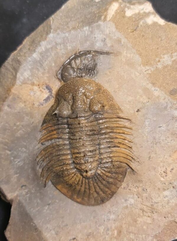 Spiky Metascutellum pustulatum Trilobite from Morocco at the online store www.fossilcave.com