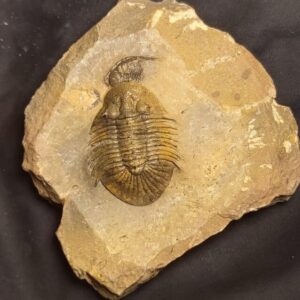 Metascutellum pustulatum Trilobite from Morocco - Image 3