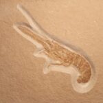 Mecochirus brevimanus Jurassic Solnhofen Lobster for sale at the online store fossilcave.com