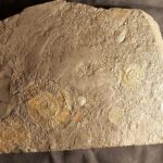 Holzmaden fossil Dactylioceras commune for sale at the online store fossilcave.com