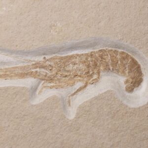 Mecochirus brevimanus Jurassic Solnhofen Lobster - Image 4
