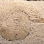 Ammonite Subplanites moernsheimense From Muehlheim, Solnhofen area fro sale