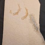 Jurassic Leptolepides sprattiformis fish fossil