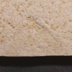 You can buy this Diptera Insect fossil at the online store www.fossilcave.com