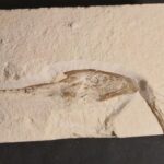 Muensterella scutellaris rostrum at the online store www.fosilcave.com