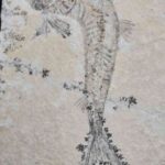 Tharsis dubius a Jurassic fish for sale