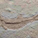 Jurassic fish Tharsis dubius, a fossil from Jurassic