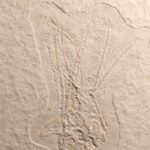 Fossil Crinoid Comaturella formosa from the Sonhofen Limestones in Germany for sale at the online store www.fossilcave.com