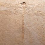 Solnhofen Dragonfly Cymatophlebia longialata from Germany for sale at the online shop www.fossilcave.com