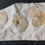 Ammonite taramelliceras from Solnhofen area to buy at the online shop www.fossilcave.com