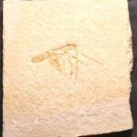 Jurassic insect Elcana from Solnhofen Limestones for sale at the online store www.fossilcave.com