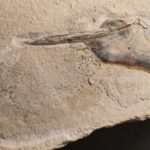 Fossil Cephalopod Muensterella scutellaris to buy at the online shop www.fossilcave.com