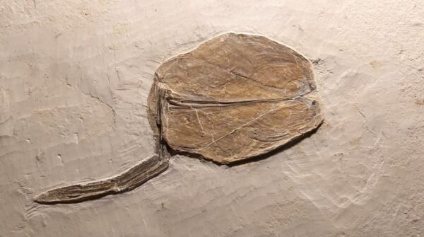 Cephalopod Palaeololigo rostrum for sale at the online shop www.fossilcave.com