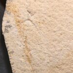 Solnhofen Dragonfly Protostenphlebia jurassica from Germany for sale at the online store www.fossilcave.com