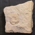 Ammonite Subplanites moernsheimense from Muehlheim in Germany to buy at the online store www.fossilcave.com